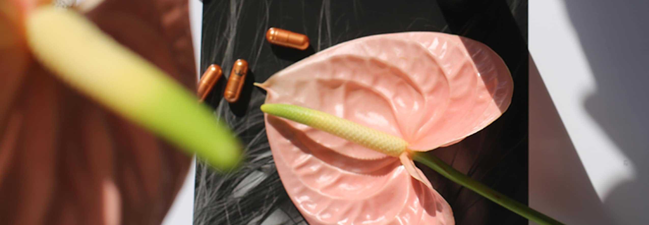 capsules near pink flower