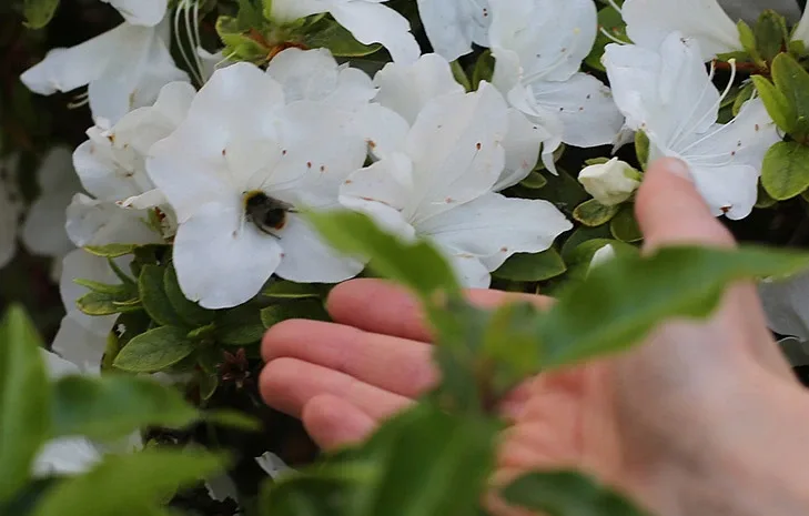 Hand near Lovely White Flowers